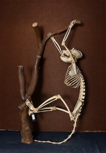 Image description is not available for 1983.38.1